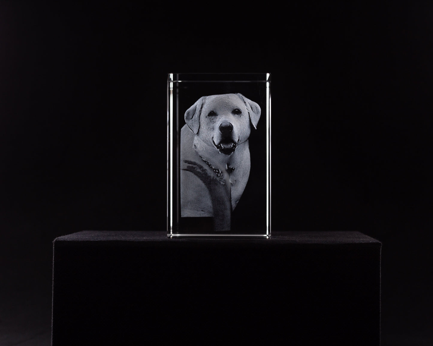 Fotos originals de mascotas . Regalo original para mujer. 