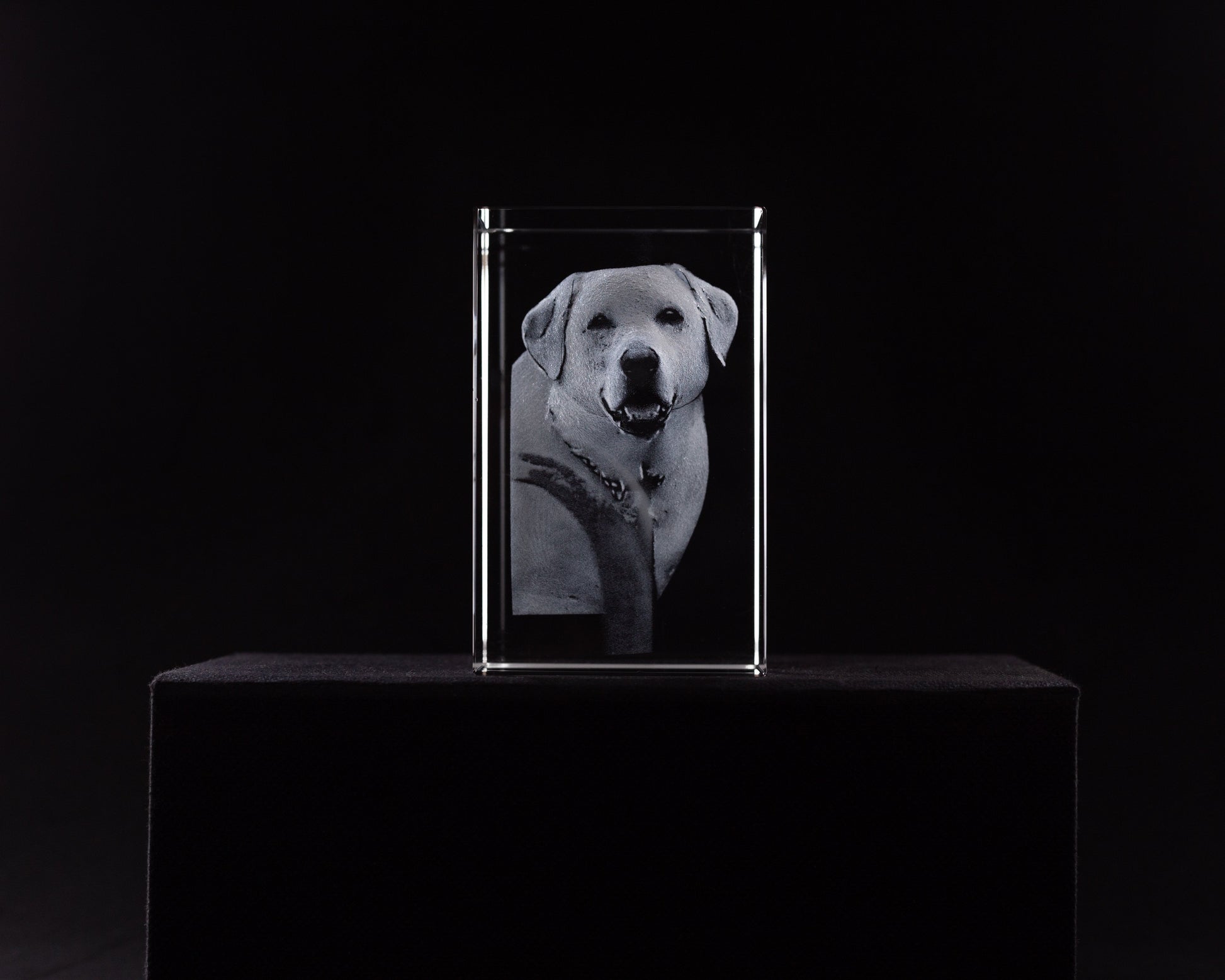 Fotos originals de mascotas . Regalo original para mujer. 